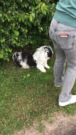 Familj tar inte hand om hunden tillräckligt bra. Behöver tips!