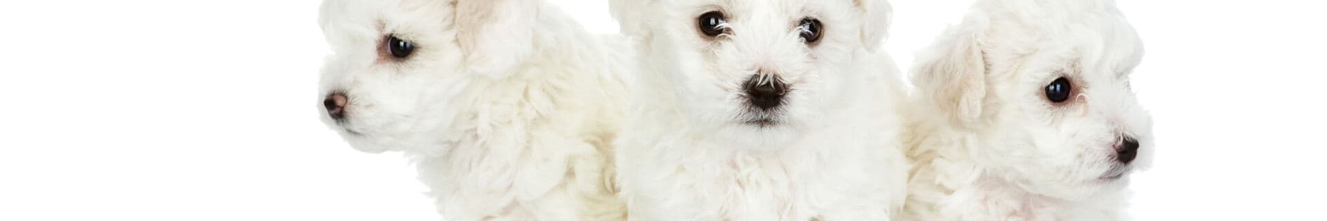 Bichon iFokus