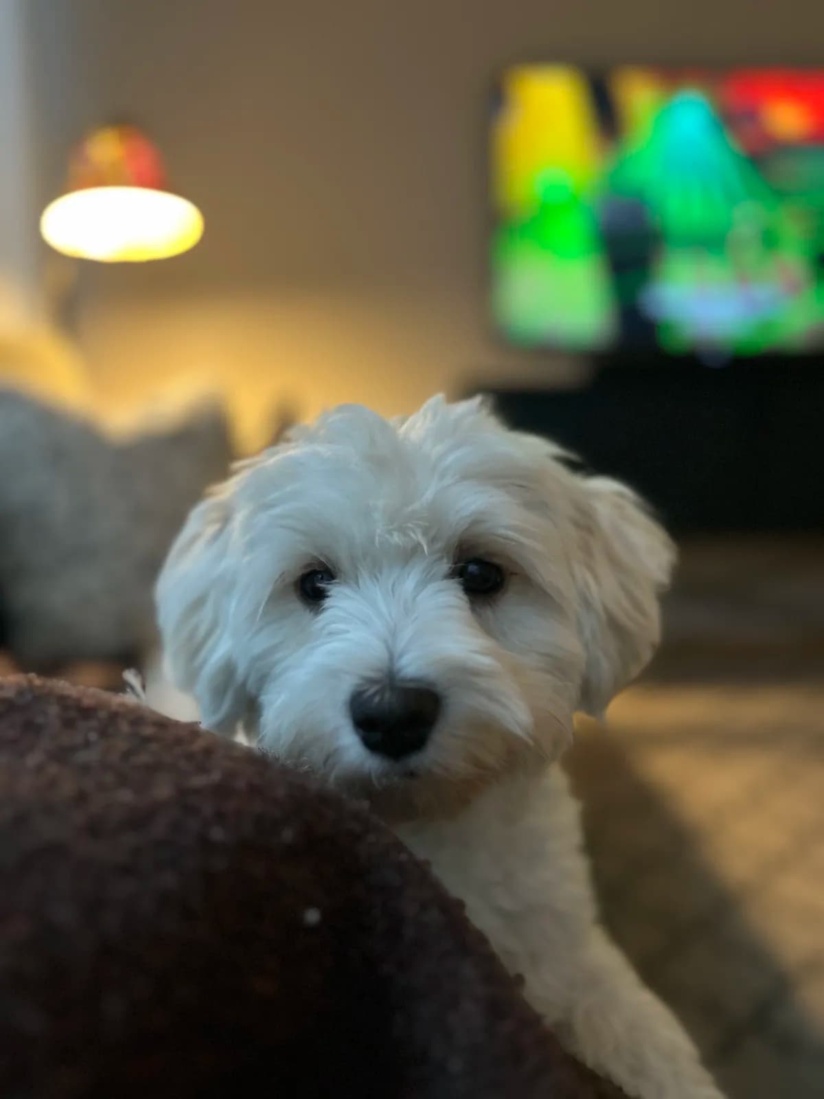 Omplacering bichon havanais