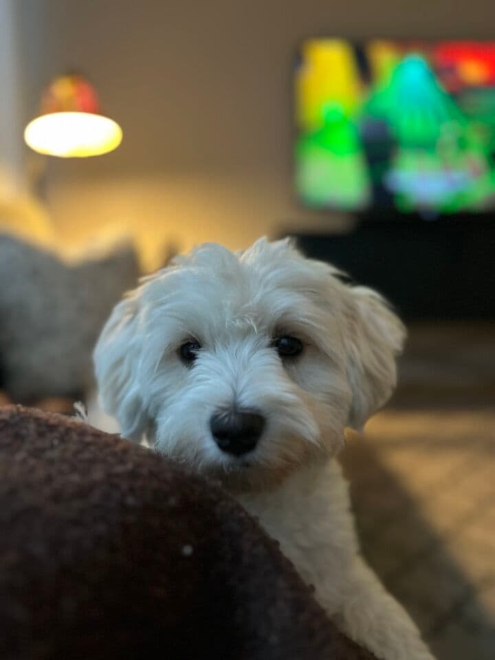 Omplacering bichon havanais