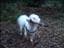 bichonfrise