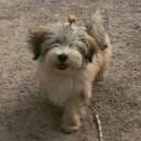 Fluffisar
